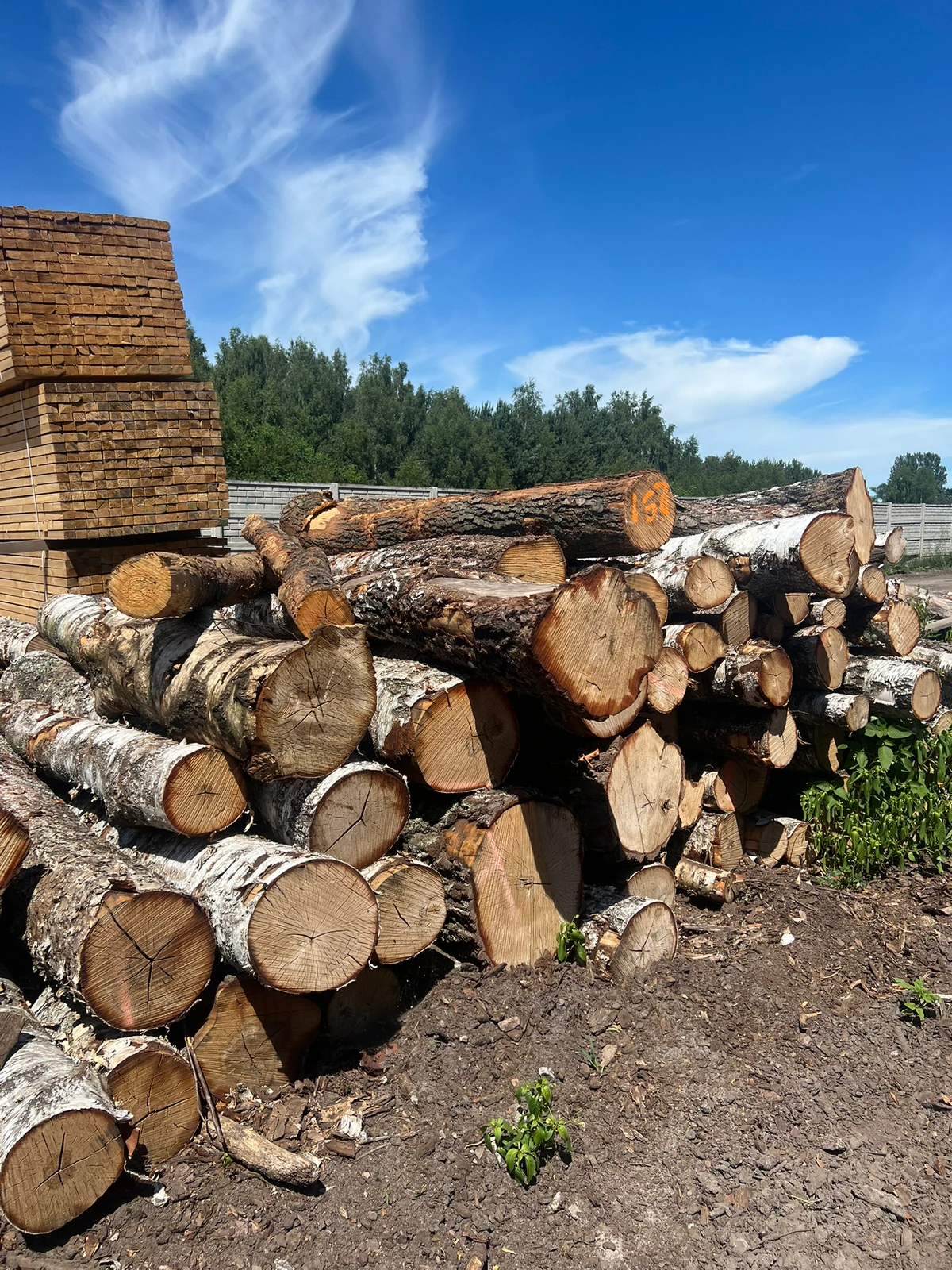 Drewno brzozowe